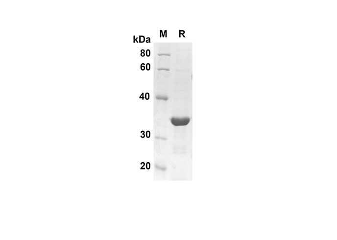 Валидация Elabscience PDEH100560(76)