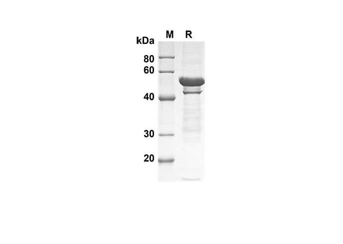 Валидация Elabscience PDEH100575(87)