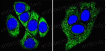 Валидация IF - AntibodySystem RHC17904