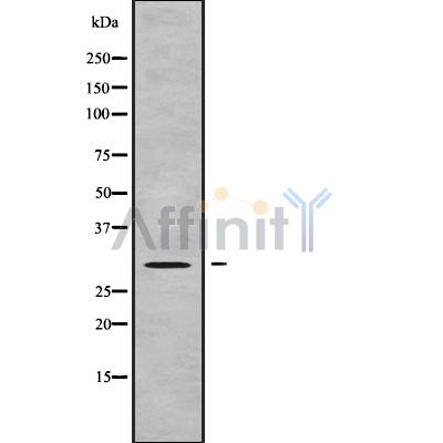 Валидация Affinity DF9077 - 21352