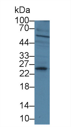 8338