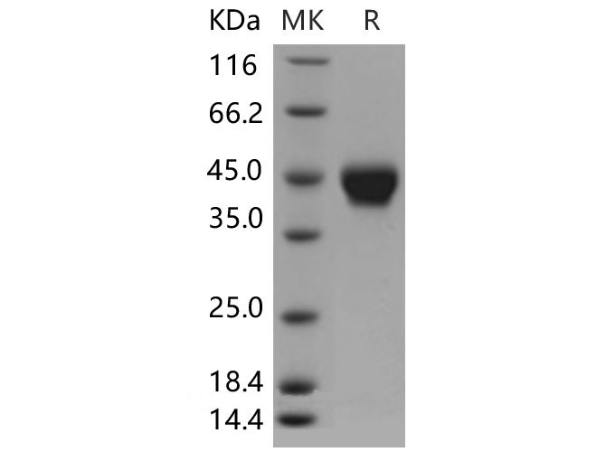 Валидация Elabscience PKSM040489(4484)