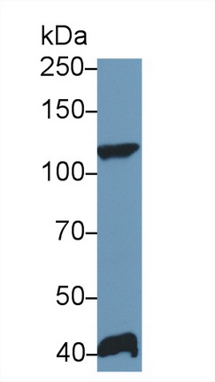 12365