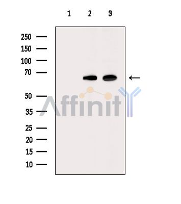 Валидация Affinity DF15483 - 11856