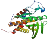 Protein Tyrosine Phosphatase Receptor Type R (PTPRR) Protein Tyrosine Phosphatase Receptor Type R (PTPRR)