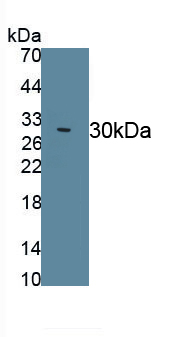 39656