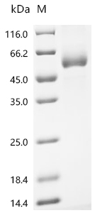 SDS-PAGE
