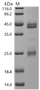 SDS-PAGE