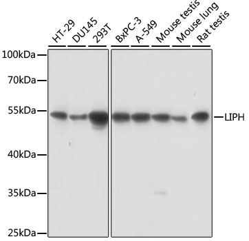 Валидация Elabscience E-AB-65228