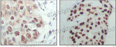 Валидация AntibodySystem RHA50902