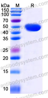 EHC13901, SDS-PAGE