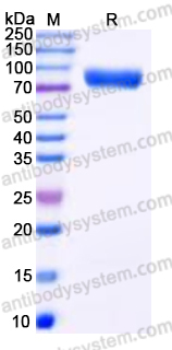 EHD35501, SDS-PAGE