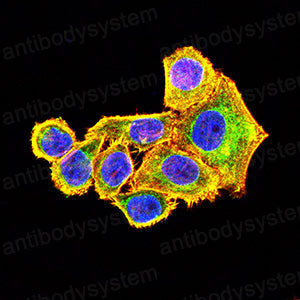 Валидация IF - AntibodySystem RHB98004