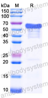 EHC32401, SDS-PAGE