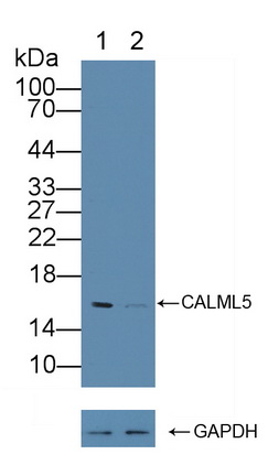 12185