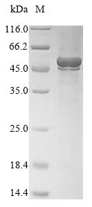 SDS-PAGE