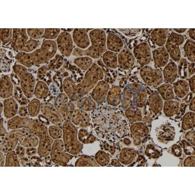 Валидация Affinity DF7423 - 19164