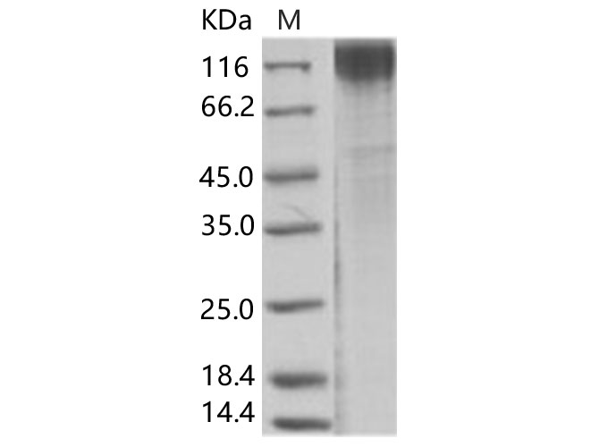 Валидация Elabscience PKSV030255(6022)