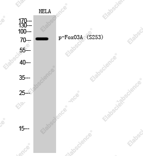 Вестерн-блоттинг, Phospho-FOXO3 (Ser253), клетки HeLa