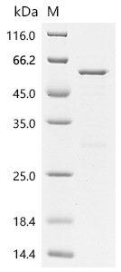 SDS-PAGE