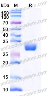 EHE12501, SDS-PAGE