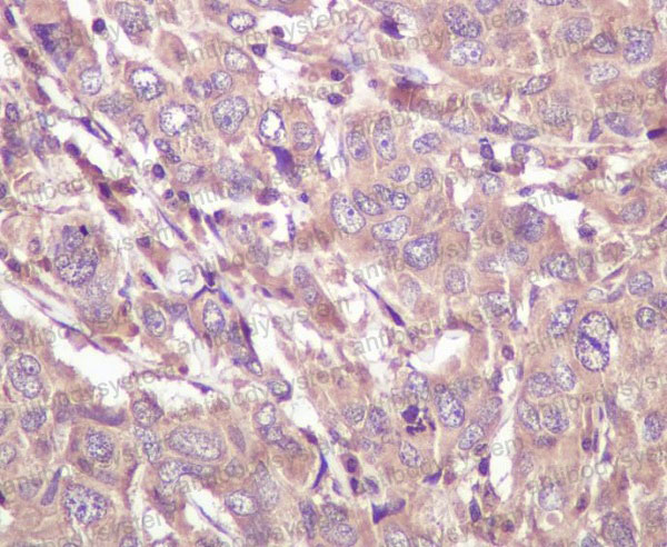 Валидация AntibodySystem RHE89601