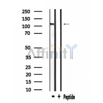 Валидация Affinity DF4614 - 16239
