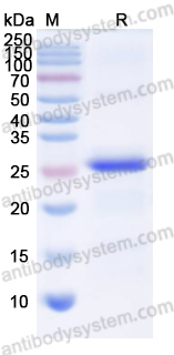 Валидация AntibodySystem YHJ90101