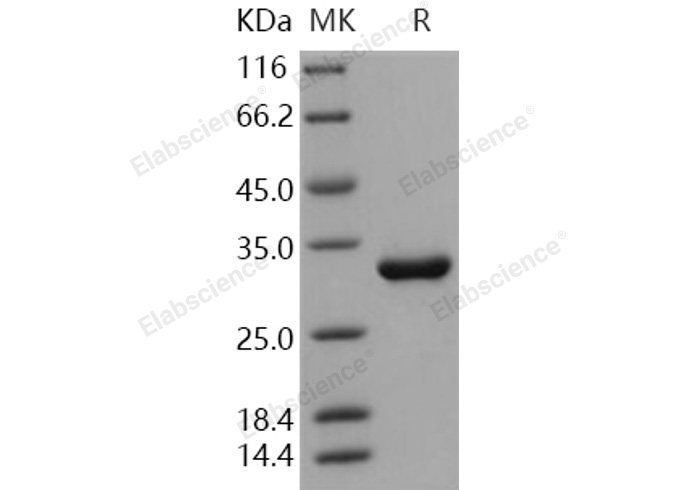 Валидация Elabscience PKSH030891(1723)
