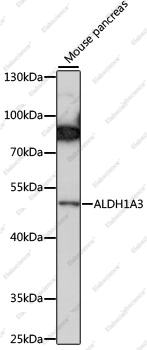 Вестерн-блоттинг, ALDH1A3, ткань поджелудочной железы мыши