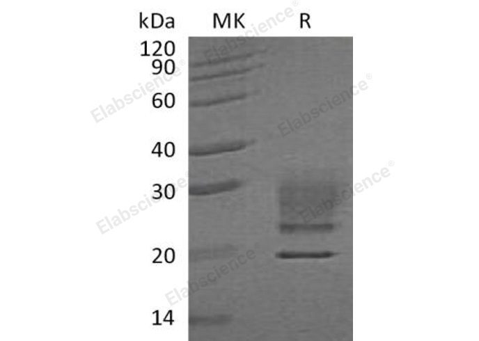 Валидация Elabscience PKSH033004(3389)