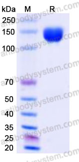 AWC09602, SDS-PAGE