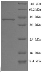 SDS-PAGE