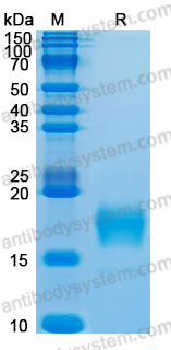 Валидация AntibodySystem AHH72401