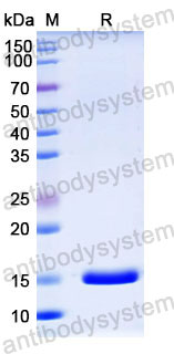 Валидация SDS-PAGE - AntibodySystem RHD36902