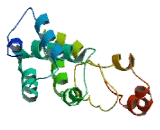 Chemokine Like Factor Superfamily 5 (CKLFSF5) Chemokine Like Factor Superfamily 5 (CKLFSF5)