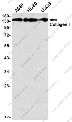 Вестерн-блоттинг, Collagen I, клетки A549, HL-60, U2OS