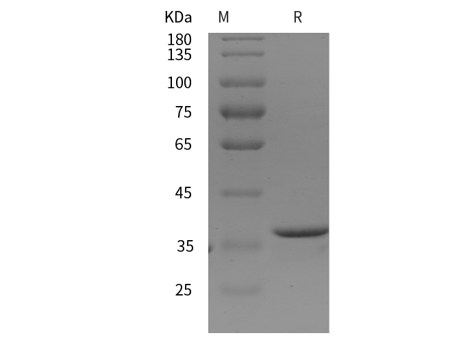 Валидация Elabscience PDEH100909(336)