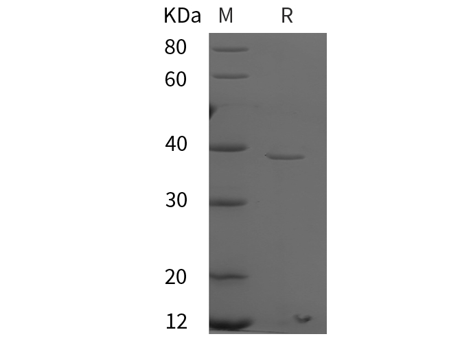Валидация Elabscience PDEH101017(420)