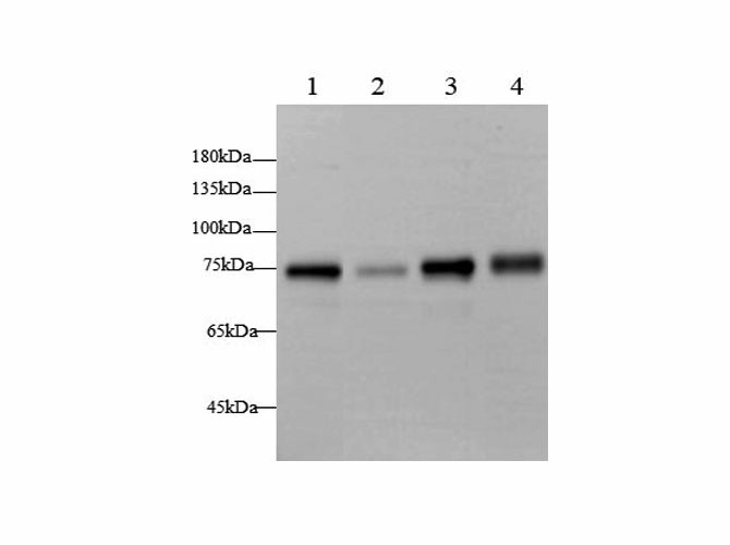 Вестерн-блоттинг, BAG3, клетки HeLa, K562, A431 и ткань сердца крысы