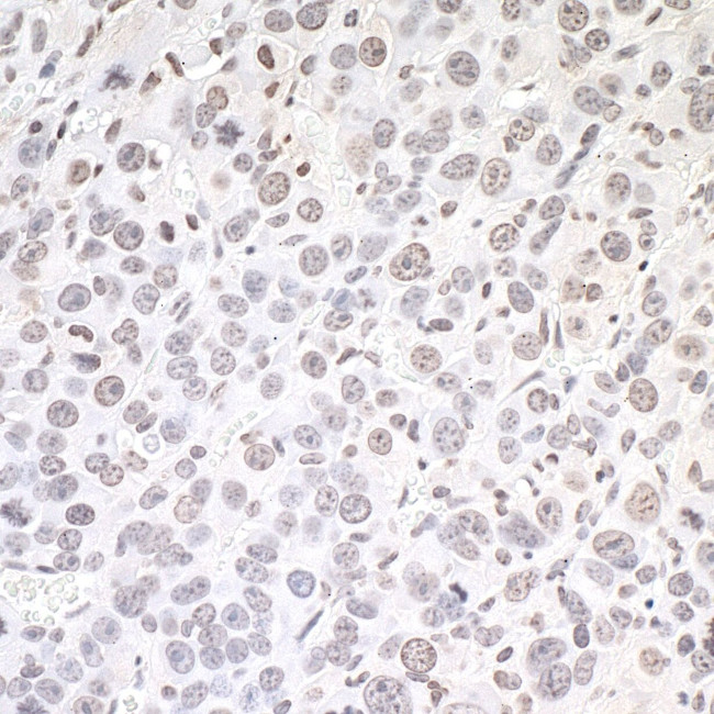 Валидация AssayVector ARM2216(3695)