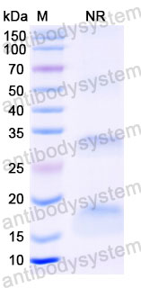 Валидация SDS-PAGE - AntibodySystem RHF46102