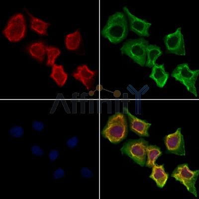 Валидация Affinity DF12443 - 6969