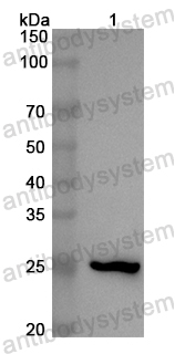 Валидация AntibodySystem PHB72601