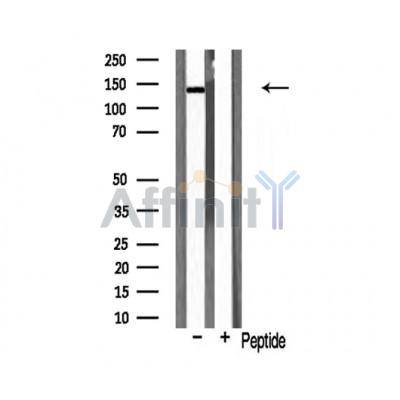 Валидация Affinity DF3063 - 13797