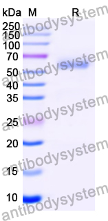 YMN41601, SDS-PAGE