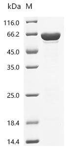 SDS-PAGE