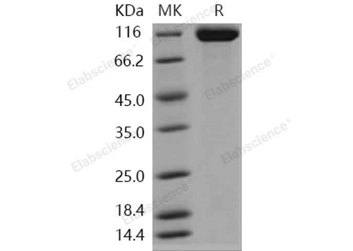 Валидация Elabscience PKSH030937(1760)