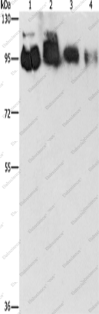 Вестерн-блоттинг, EPS15L1, клетки HeLa, PC3, 231 и 293T