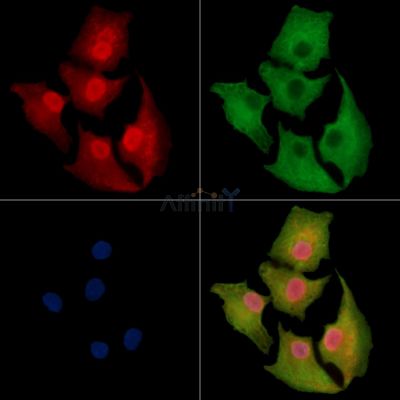 Валидация Affinity DF14461 - 10438